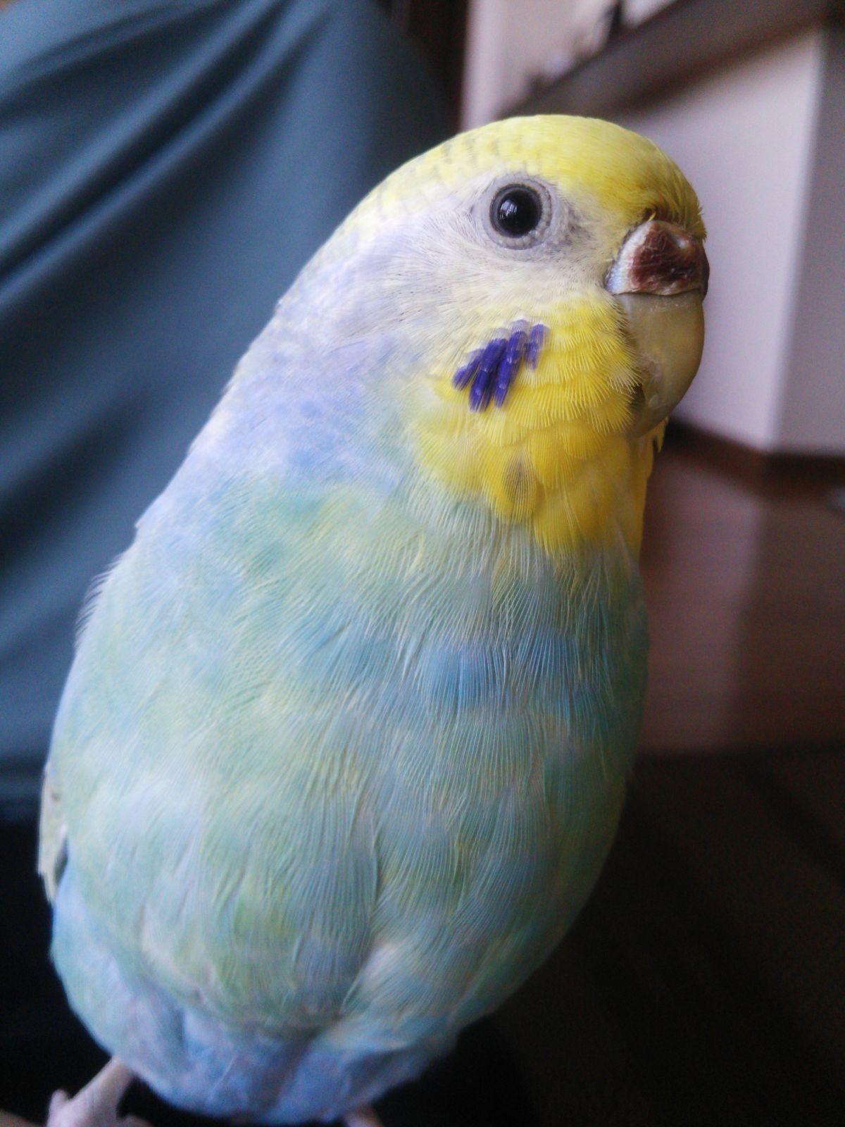 看板鳥 こっこちゃん