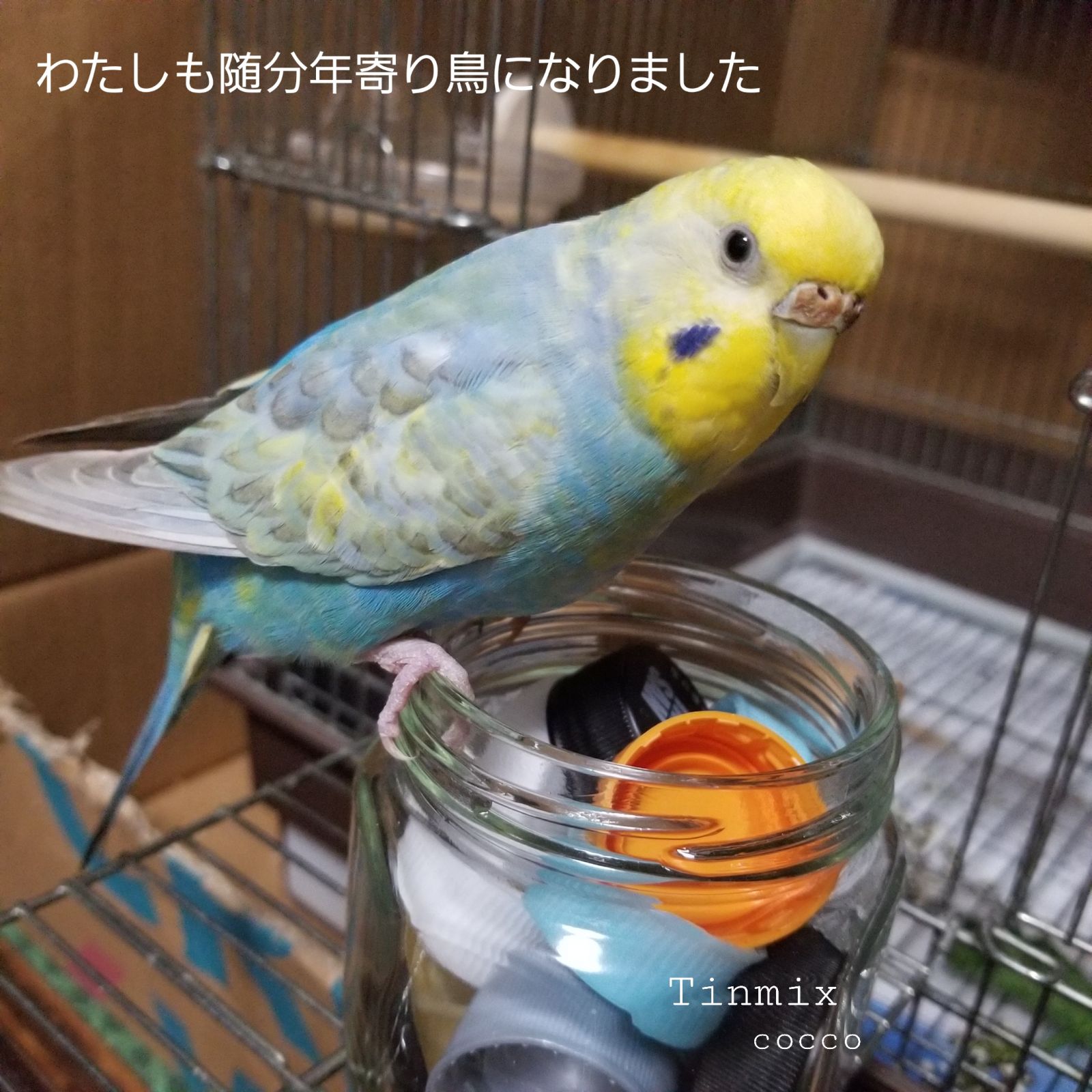 ??っこちゃん