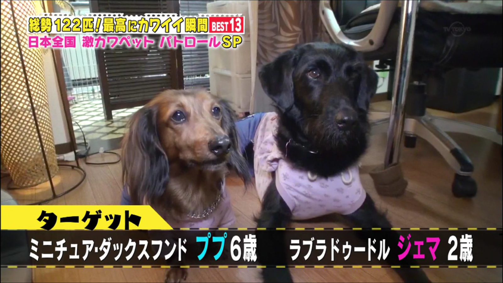 お客様が大好きな看板犬達。テレビにも出演しました♪