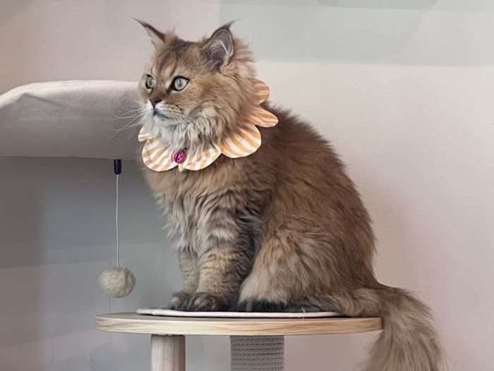 ねこ好きの為のNail Salon Le Dali Deux 東銀座店