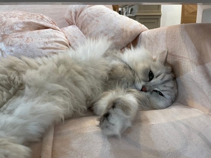 ねこ好きの為のNail Salon Le Dali Deux 東銀座店