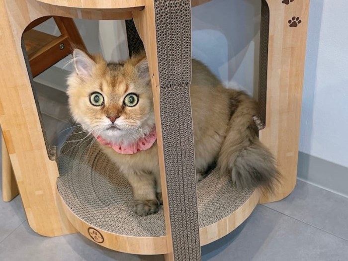 ねこ好きの為のNail Salon Le Dali Deux 東銀座店