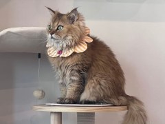 ねこ好きの為のNail Salon Le Dali Deux 東銀座店