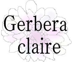 Gerbera claire