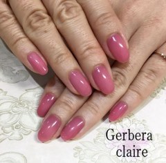 Gerbera claire