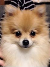 ?イリスト 藤田 こずえ